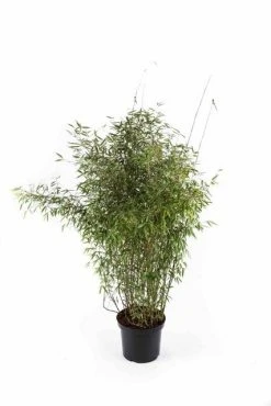 Niet Woekerende Bamboe (Fargesia 'Jiuzhaigou') -Groene Wereld fargesiajiuzhaigou01 1