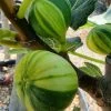 Vijg (Ficus Carica 'Panache') -Groene Wereld ficus caira panachee 1 2