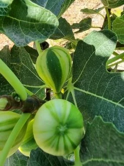 Vijg (Ficus Carica 'Panache') -Groene Wereld ficus caira panachee 2 1