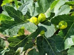 Vijg Op Stam (Ficus Carica 'Panache') -Groene Wereld ficus caira panachee 3 1
