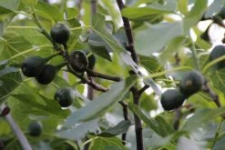 Vijg (Ficus Carica) -Groene Wereld ficus carica 1 1