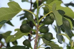 Vijg (Ficus Carica) -Groene Wereld ficus carica 2