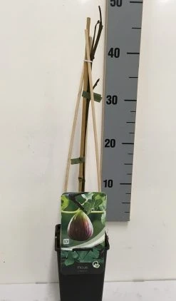 Vijg (Ficus Carica) -Groene Wereld ficus carica 50 60 c2