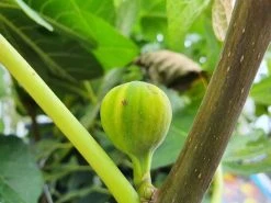 Vijg (Ficus Carica 'Panache') 11 Vijg (Ficus Carica 'Panache') -Groene Wereld ficuscaricapanache01 3