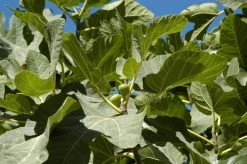 Vijg (Ficus Carica 'Panache') -Groene Wereld ficuscaricavi