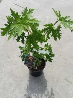 Vijg (Ficus Carica 'Ice Crystal') 7 Vijg (Ficus Carica 'Ice Crystal') -Groene Wereld ficusicecrystal03 1