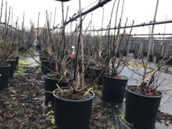 Vijg (Ficus Carica 'Panache') 13 Vijg (Ficus Carica 'Panache') -Groene Wereld ficuspanache 3