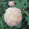 Pioenroos (Paeonia Lactiflora 'Shirley Temple') -Groene Wereld fm 95310161 1