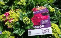 Hortensia Rood (Hydrangea 'Forever&Ever') 17 Hortensia Rood (Hydrangea 'Forever&Ever') -Groene Wereld foreverandever red01b 1
