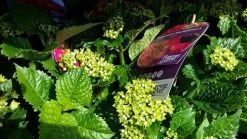 Hortensia Rood (Hydrangea 'Forever&Ever') -Groene Wereld foreverandever red02