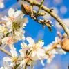 Amandelboom (Prunus Dulcis) -Groene Wereld fotolia 100958242 s