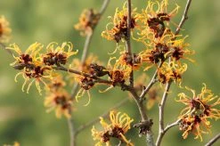 Toverhazelaar (Hamamelis Intermedia 'Orange Beauty') -Groene Wereld gaar00219 1