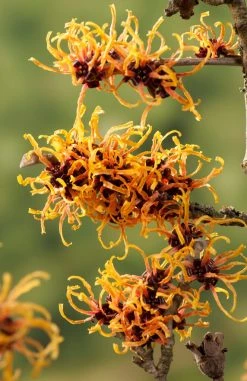 Toverhazelaar (Hamamelis Intermedia 'Orange Beauty') -Groene Wereld gaar00221 1