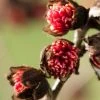 Grote Parrotia (Parrotia Persica) -Groene Wereld gaar00242