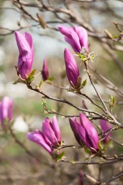 Magnolia Als Boom (Magnolia 'Susan') -Groene Wereld gaar00675 1