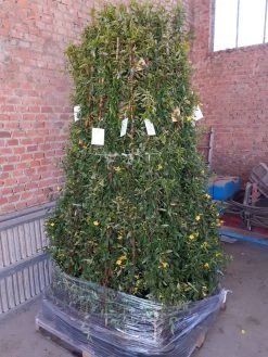 Gele Jasmijn (Gelsemium Sempervirens) -Groene Wereld gelsemium