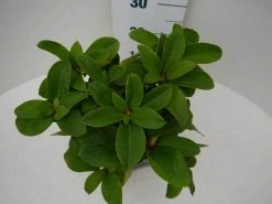 Rhododendron (Rhododendron 'Germania') -Groene Wereld germania c2 boven 1