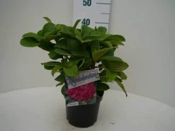 Rhododendron (Rhododendron 'Germania') -Groene Wereld germania c2 voor