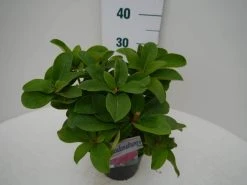 Rhododendron (Rhododendron 'Germania') -Groene Wereld germania c2 zij 1