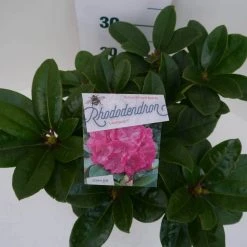 Rhododendron (Rhododendron 'Germania') -Groene Wereld germania c5 boven 1