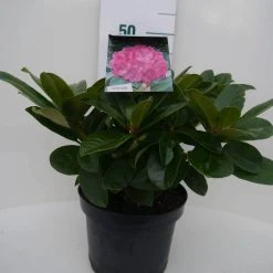 Rhododendron (Rhododendron 'Germania') -Groene Wereld germania c5 voor 1