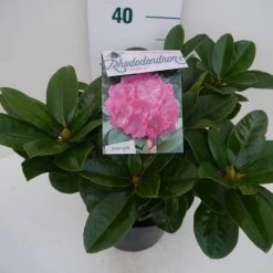 Rhododendron (Rhododendron 'Germania') -Groene Wereld germania c5 zij 1