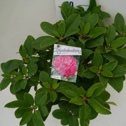 Rhododendron (Rhododendron 'Germania') -Groene Wereld germania c7.5 boven 1