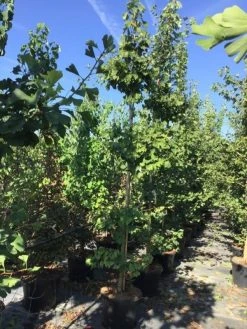 Japanse Notenboom (Ginkgo Biloba 'Mariken') -Groene Wereld gingko biloba 10 12