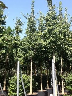 Japanse Notenboom (Ginkgo Biloba) -Groene Wereld gingko bilobo 25 30