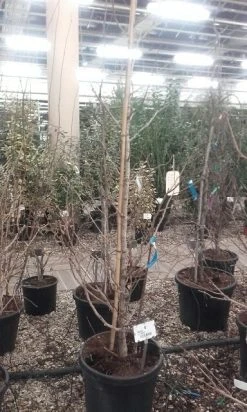 Japanse Notenboom (Ginkgo Biloba) -Groene Wereld ginkgo biloba