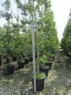 Japanse Notenboom (Ginkgo Biloba) -Groene Wereld ginkgo biloba