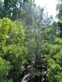 Japanse Notenboom (Ginkgo Biloba) -Groene Wereld ginkgo biloba 10 12 14 geveerd