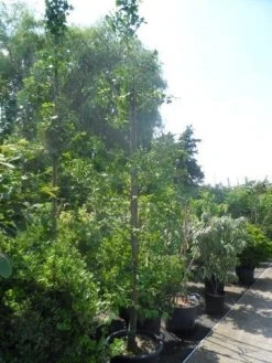 Japanse Notenboom (Ginkgo Biloba) -Groene Wereld ginkgo biloba 14 16 geveerd