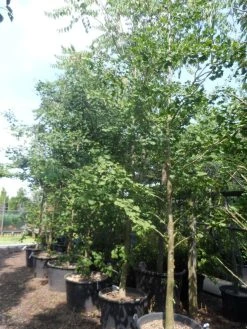 Japanse Notenboom (Ginkgo Biloba) -Groene Wereld ginkgo biloba 18 20 25 geveerd c130