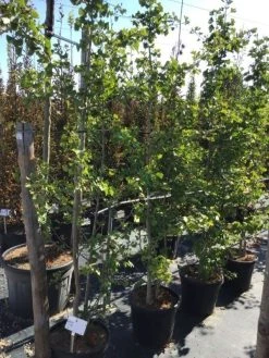 Japanse Notenboom, Meerstammig (Ginkgo Biloba) -Groene Wereld ginkgo biloba 200 250cm meerstammig 2