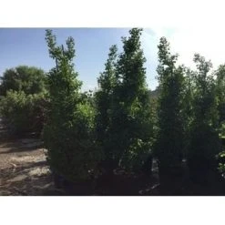 Japanse Noteboom Als Zuilboom (Ginkgo Biloba 'Fastigiata Blagon') -Groene Wereld ginkgo biloba 250 300