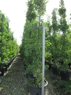 Japanse Notenboom (Ginkgo Biloba) -Groene Wereld ginkgo biloba 2