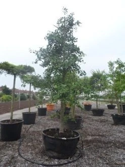 Japanse Notenboom (Ginkgo Biloba) -Groene Wereld ginkgo biloba 35 40 c500 geveerd