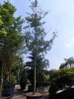 Japanse Notenboom (Ginkgo Biloba) -Groene Wereld ginkgo biloba 35 40ho cont