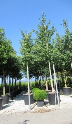 Japanse Notenboom (Ginkgo Biloba) -Groene Wereld ginkgo biloba 3