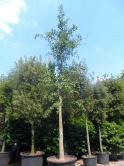 Japanse Notenboom (Ginkgo Biloba) -Groene Wereld ginkgo biloba 40 50ho cont