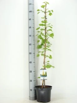 Japanse Notenboom (Ginkgo Biloba) -Groene Wereld ginkgo biloba 60 80 zomer c3 m