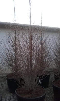 Japanse Noteboom Als Zuilboom (Ginkgo Biloba 'Fastigiata Blagon') -Groene Wereld ginkgo biloba fastigiata blagon 2