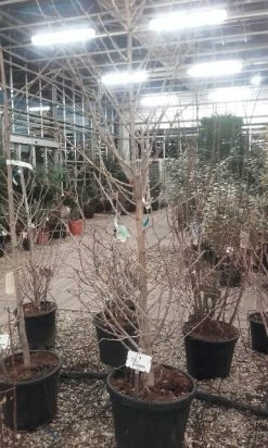 Japanse Noteboom Als Zuilboom (Ginkgo Biloba 'Fastigiata Blagon') -Groene Wereld ginkgo biloba fastigiata blagon 3