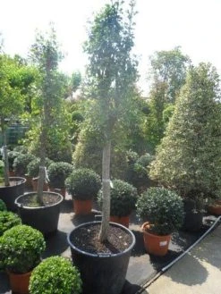 Japanse Noteboom Als Zuilboom (Ginkgo Biloba 'Fastigiata Blagon') -Groene Wereld ginkgo biloba fastigiata halfstam c110 18 20