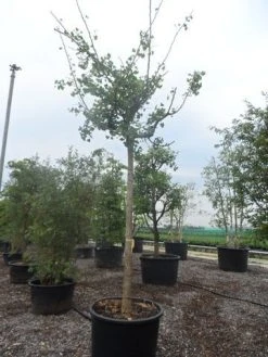 Japanse Notenboom (Ginkgo Biloba 'Horizontalis') -Groene Wereld ginkgo biloba horizontalis 25 30ho c300