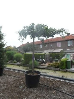 Japanse Notenboom (Ginkgo Biloba 'Horizontalis') -Groene Wereld ginkgo biloba horizontalis 25 30ho c350