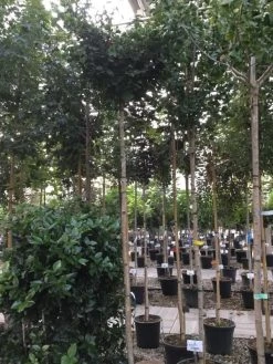 Japanse Notenboom (Ginkgo Biloba 'Mariken') -Groene Wereld ginkgo biloba mariken