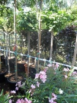 Japanse Notenboom (Ginkgo Biloba 'Mariken') -Groene Wereld ginkgo biloba mariken 150stam c10