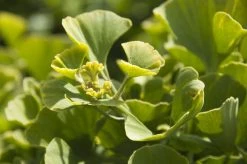 Japanse Notenboom (Ginkgo Biloba 'Mariken') -Groene Wereld ginkgo biloba mariken 2